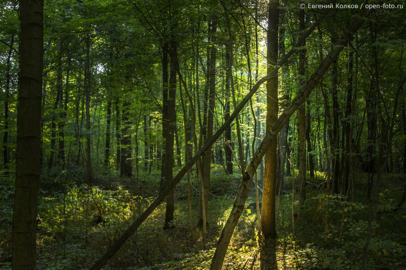Съемка в лесу. Фотограф - Евгений Колков