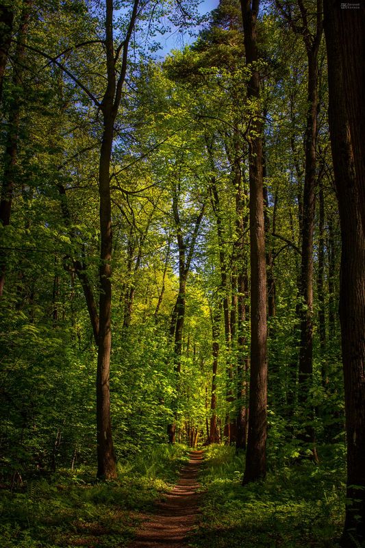 Пейзажная съемка в лесу. Фото: Евгений Колков