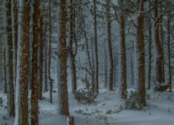 Зимний пейзаж. Фото: Евгений Колков