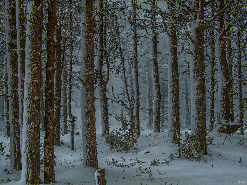 Зимний пейзаж. Фото: Евгений Колков Зимний пейзаж. Фото: Евгений Колков