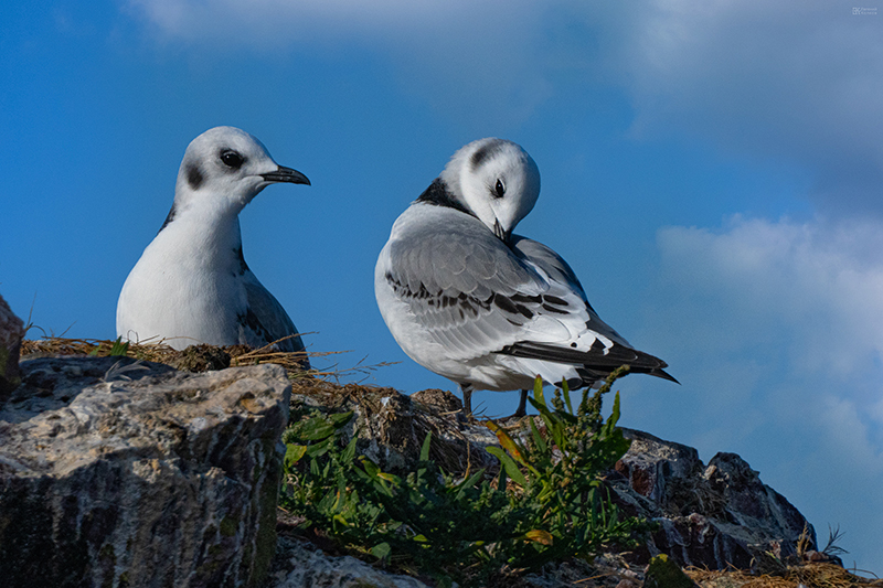Фотоэкспедиции в Заполярье. Фото: Евгений Колков